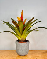 Shoreline Breeze Stone Pot