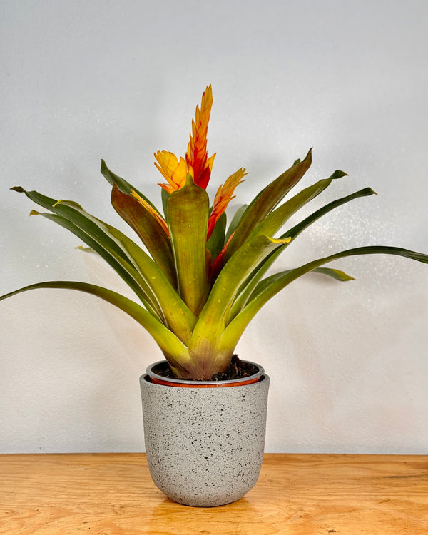 Shoreline Breeze Stone Pot