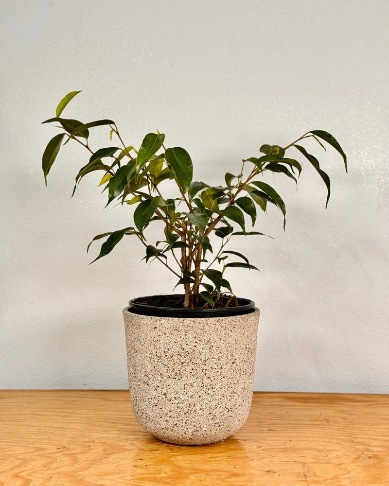 Shoreline Breeze Stone Pot