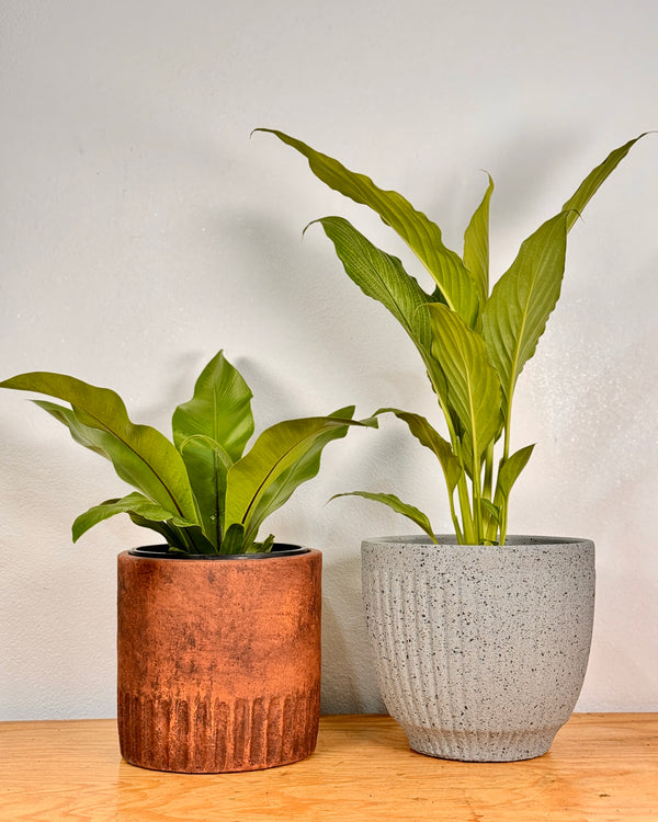 Harmony Stone Pot