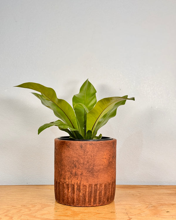 Harmony Stone Pot