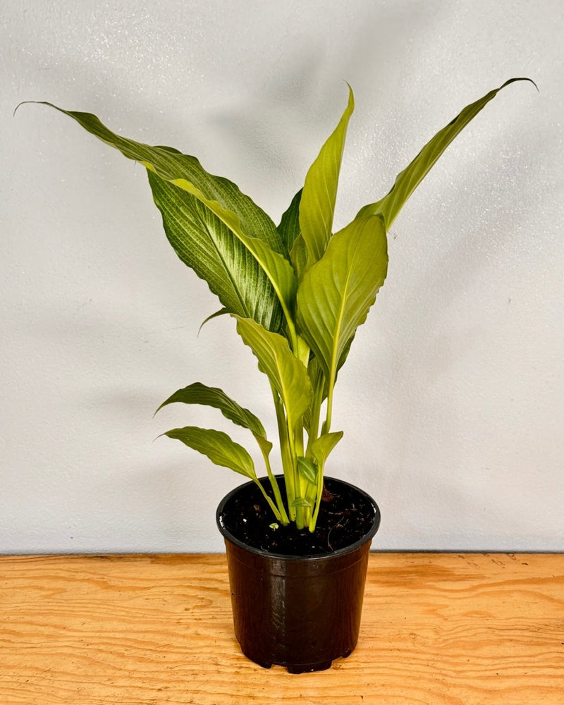 Spathiphyllum ‘Platinum Mist’ - Plant Daddy