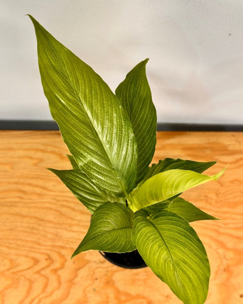 Spathiphyllum ‘Platinum Mist’ - Plant Daddy