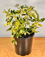 Schefflera arboricola ‘Madame de Smet’ - Plant Daddy