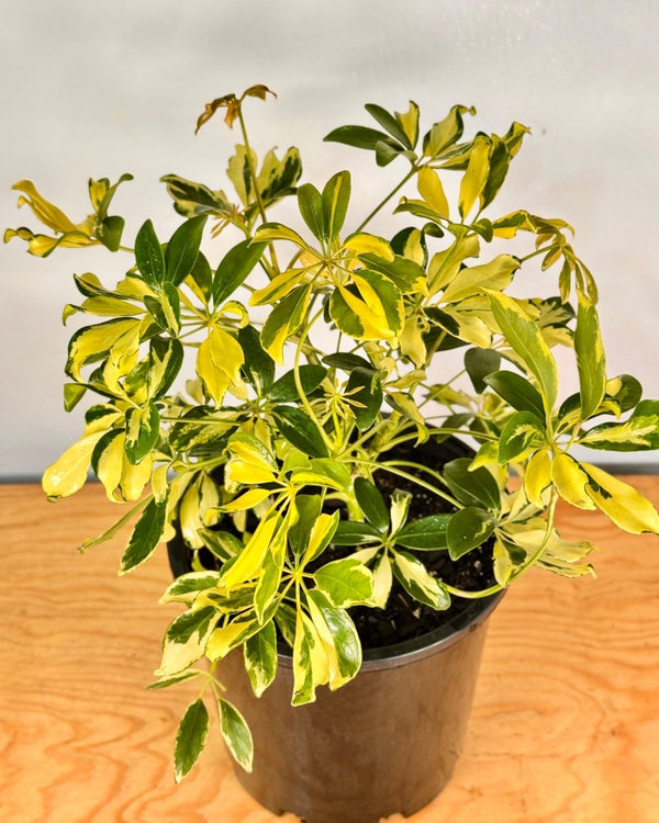 Schefflera arboricola ‘Madame de Smet’ - Plant Daddy
