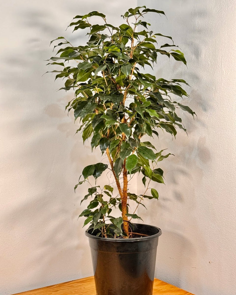 Ficus benjamina - Plant Daddy