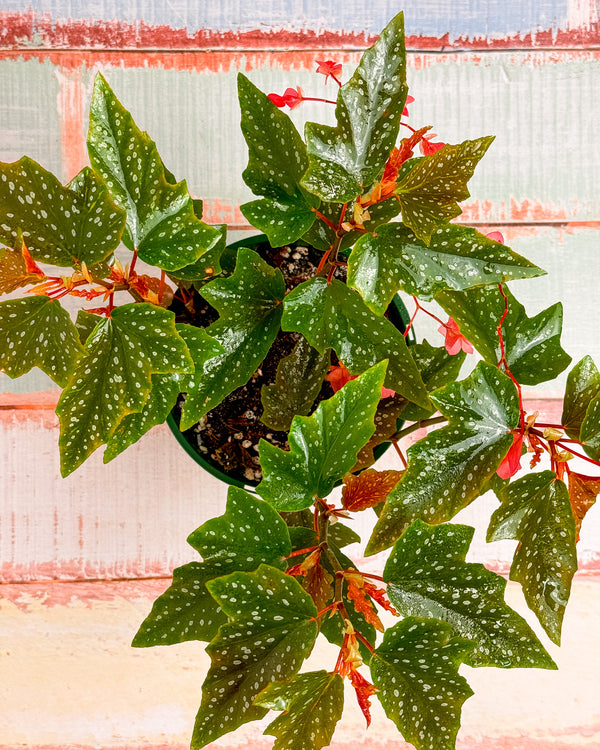 Begonia Medora (Trout Leaf Begonia)