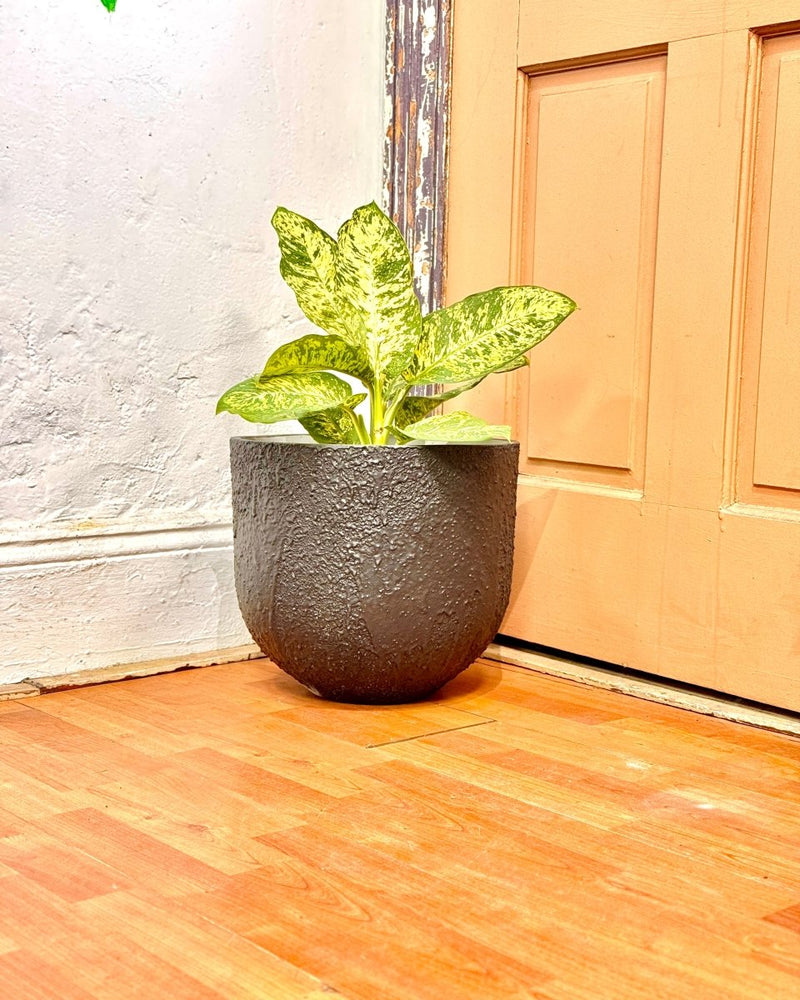 Crete Stone Egg Pot
