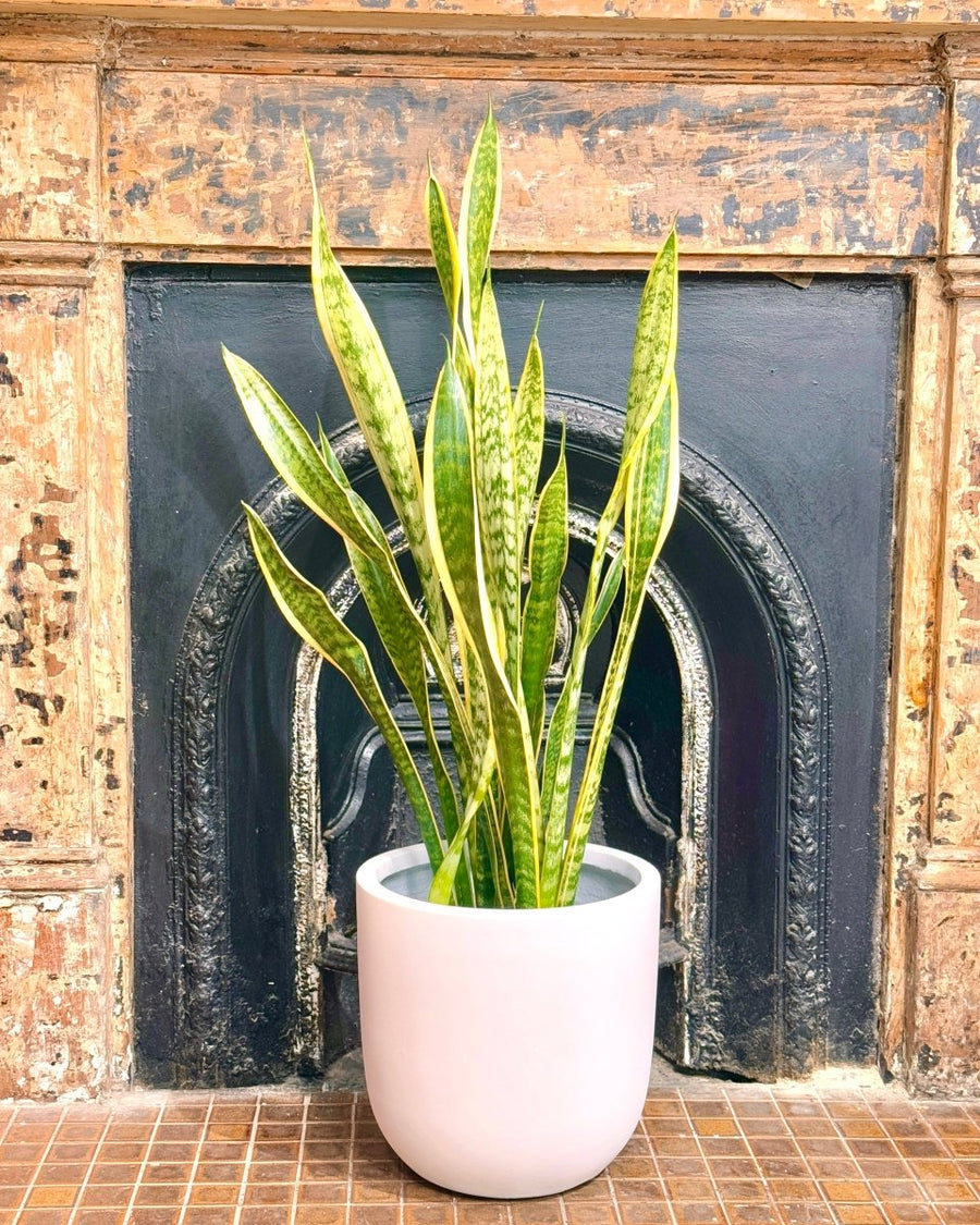 Sansevieria trifasciata 'Laurentii' (Snake plant)