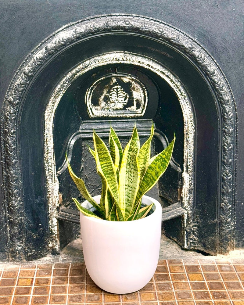Milano Lightweight Pot