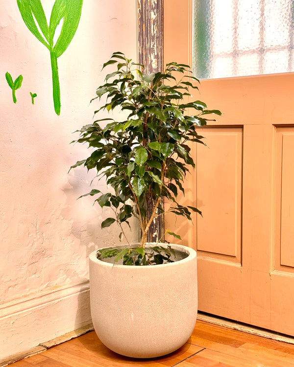 Florence Lightweight Pot