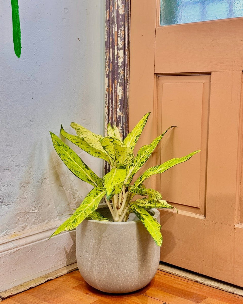 Florence Lightweight Pot