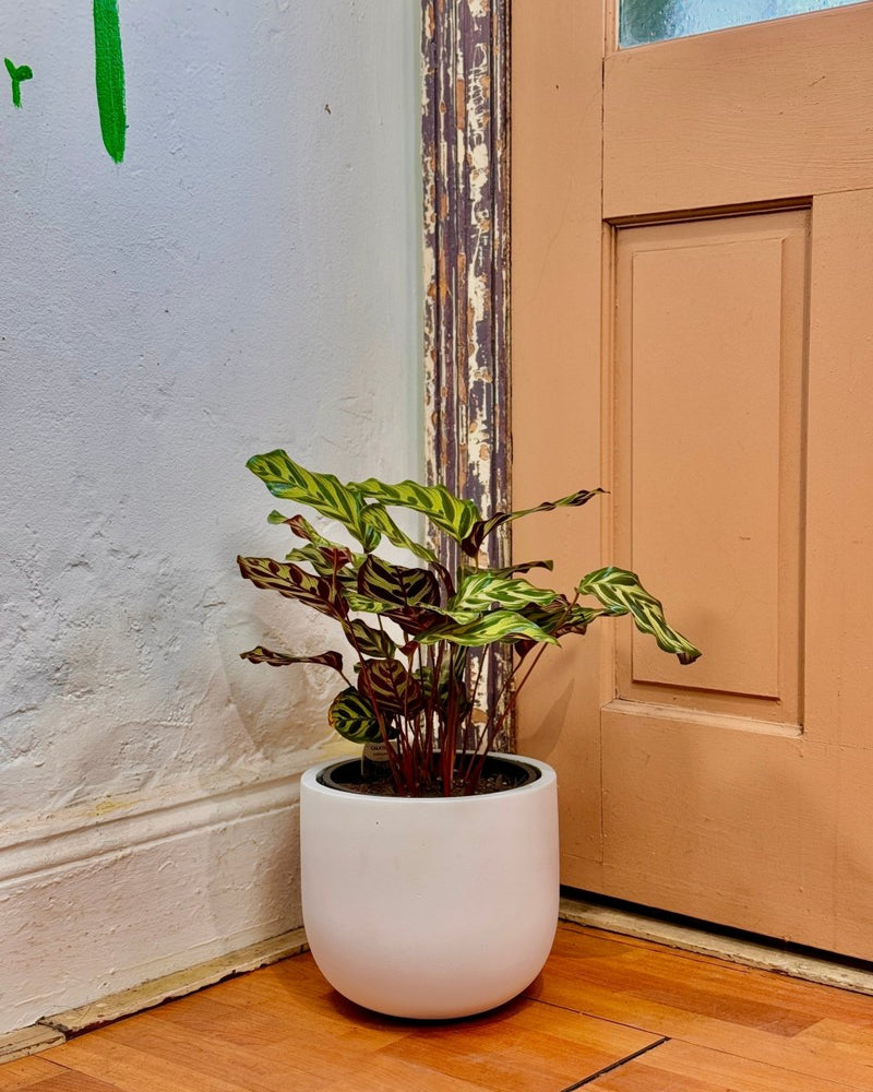 Florence Lightweight Pot