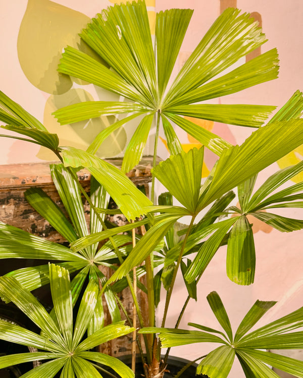 Licuala ramsayi (Australian Fan Palm) - Plant Daddy
