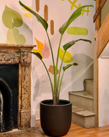 Strelitzia nicolai (Giant Bird of Paradise) - Plant Daddy