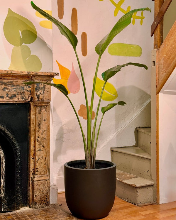 Strelitzia nicolai (Giant Bird of Paradise) - Plant Daddy