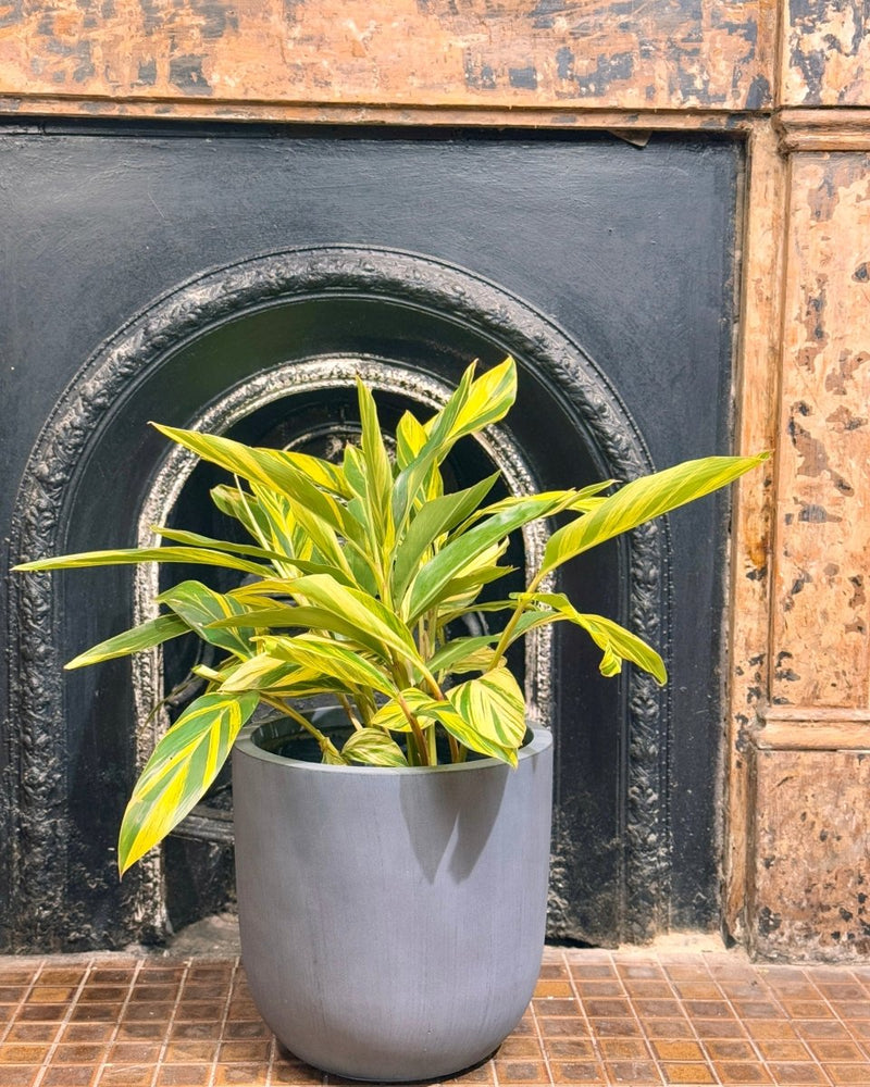 Milano Lightweight Pot