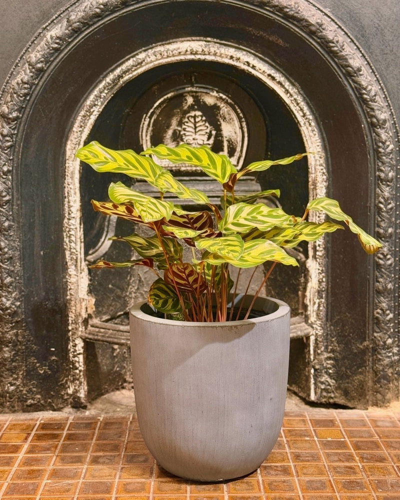 Milano Lightweight Pot