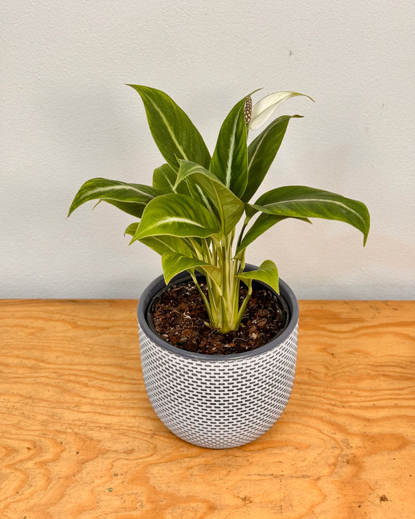 Spathiphyllum ‘Silver Streak'