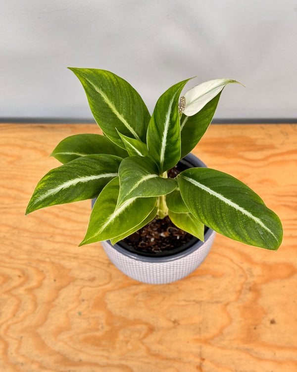 Spathiphyllum ‘Silver Streak'