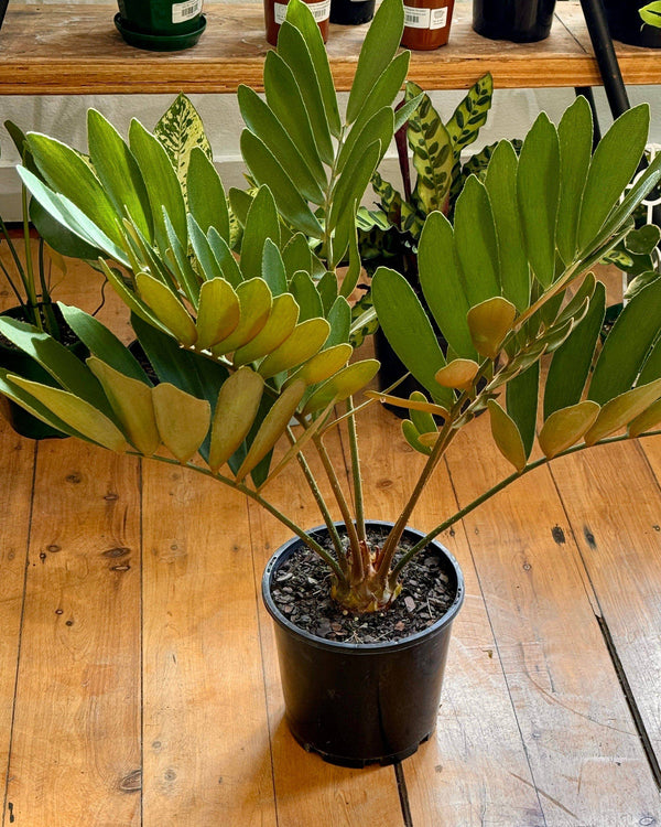 Zamia furfurcea (Cardboard plant)