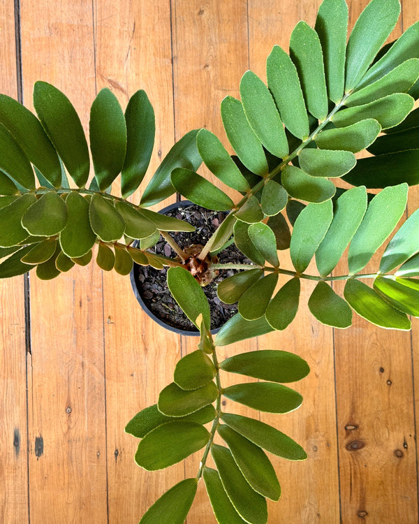 Zamia furfurcea (Cardboard plant)