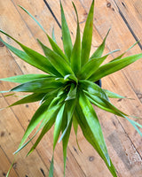 Dracaena draco (Dragon Tree)