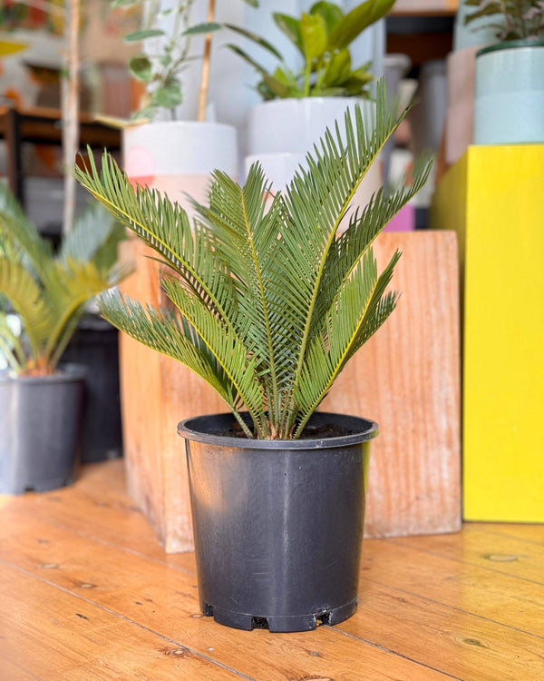 Cycas revoluta (Sago palm)