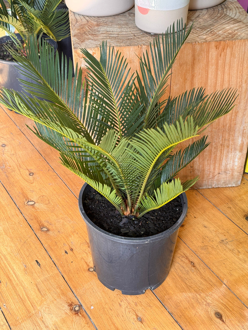 Cycas revoluta (Sago palm)