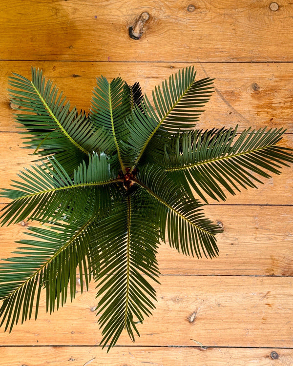 Cycas revoluta (Sago palm)