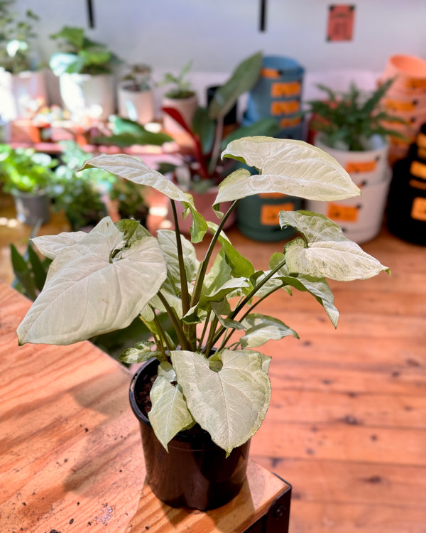 Syngonium podophyllum ‘Holly’