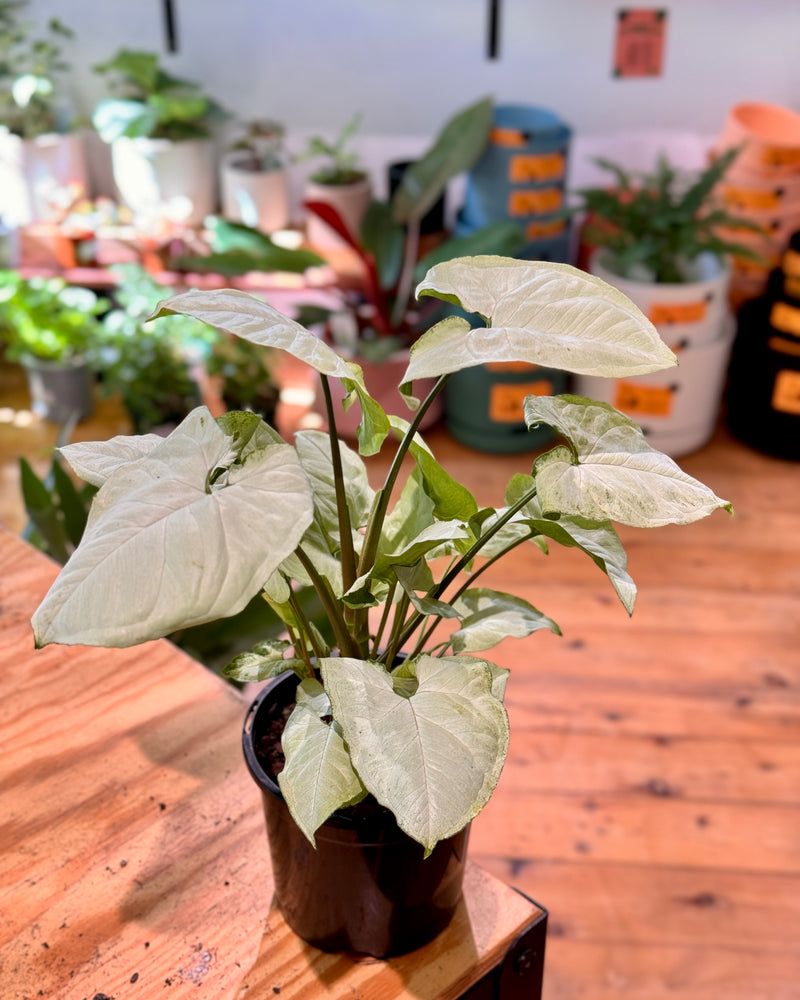 Syngonium podophyllum ‘Holly’