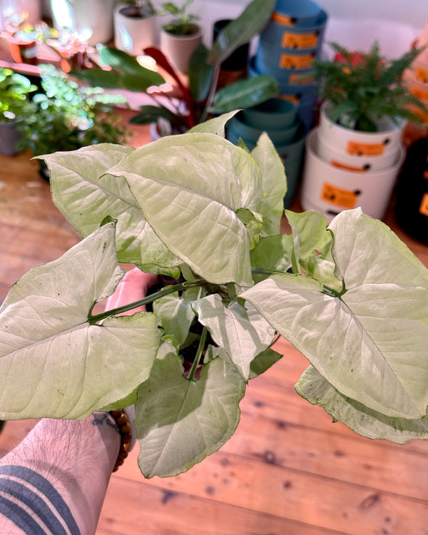 Syngonium podophyllum ‘Holly’