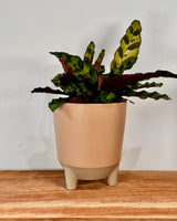 Louie Ceramic Planter Pot