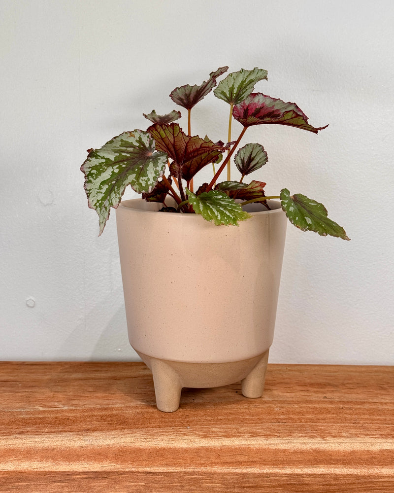 Louie Ceramic Planter Pot