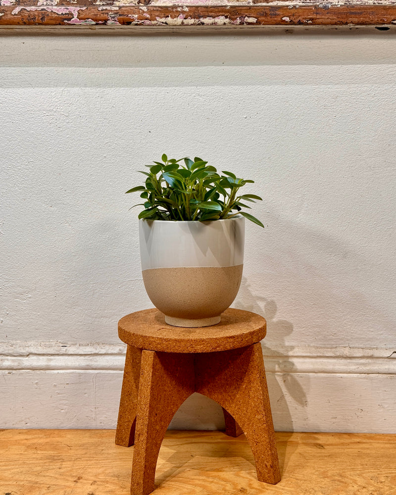 Archie Ceramic Planter Pot