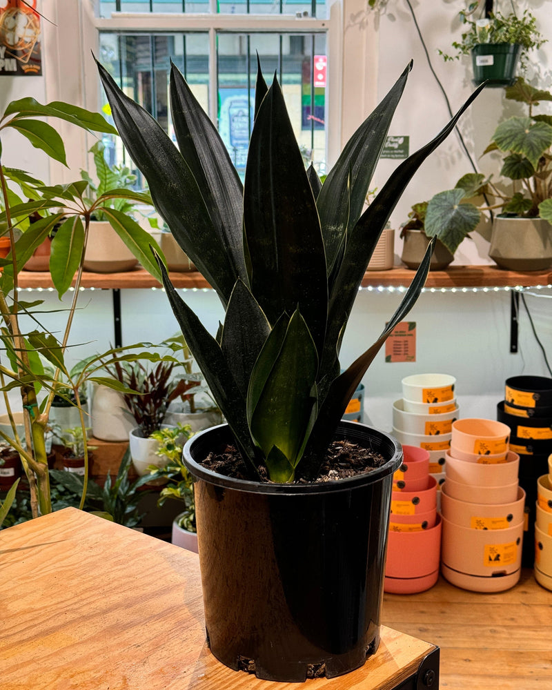 Sansevieria trifasciata ‘Black Diamond’ - Plant Daddy