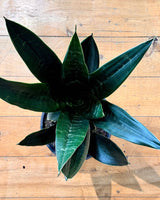 Sansevieria trifasciata ‘Black Diamond’ - Plant Daddy