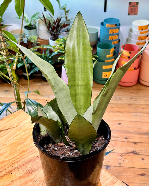 Sansevieria trifasciata ‘Moonshine’