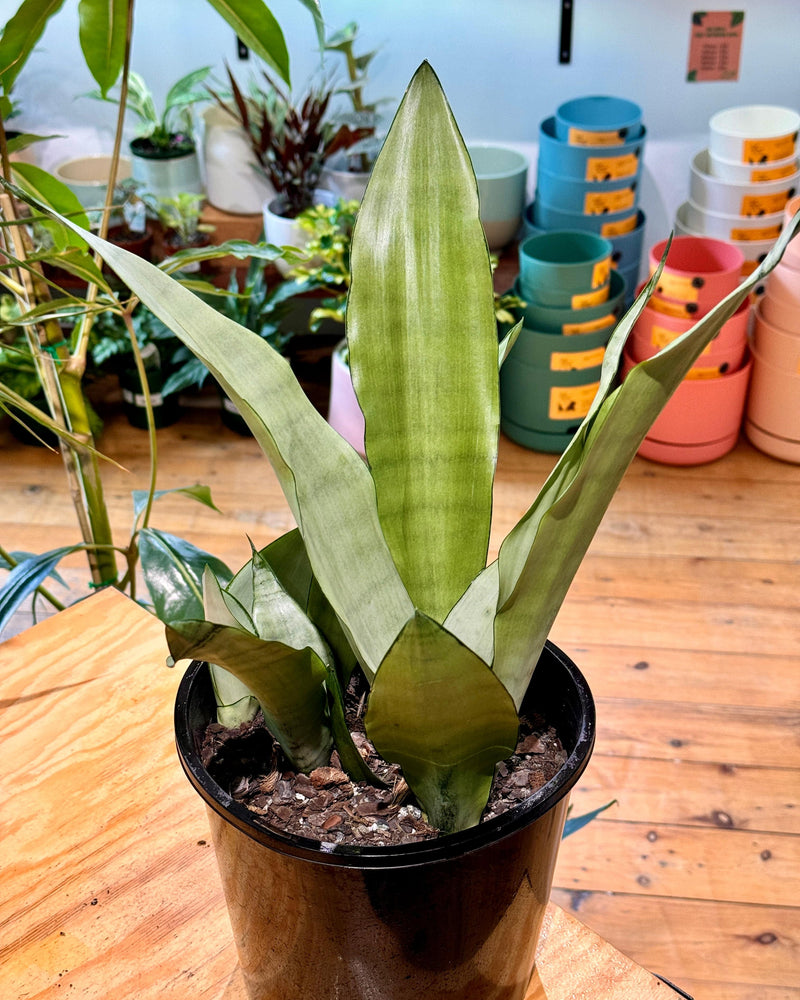 Sansevieria trifasciata ‘Moonshine’ - Plant Daddy