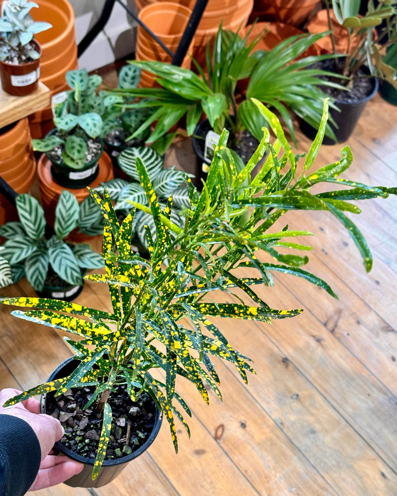 Croton ‘Gold Finger’ - Plant Daddy