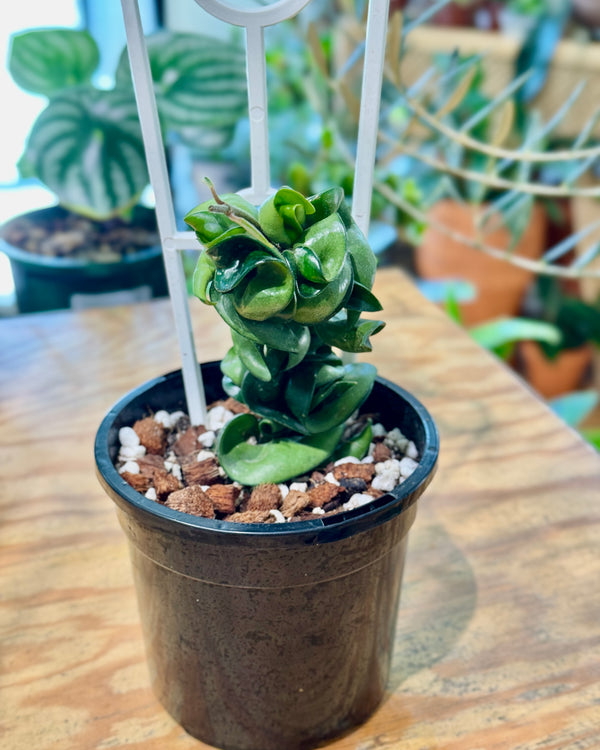 Hoya ‘Indian Rope’