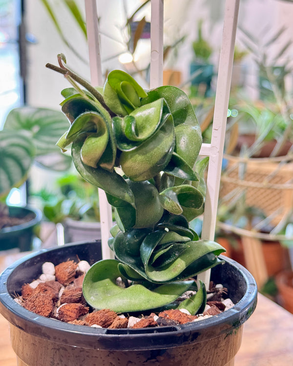 Hoya ‘Indian Rope’