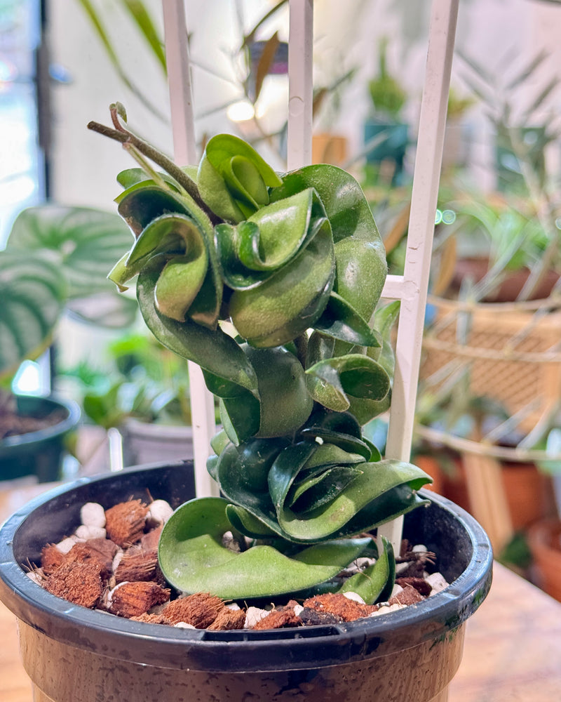 Hoya ‘Indian Rope’