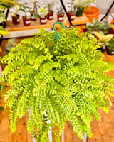 Nephrolepis exaltata (Pom Pom Fern)