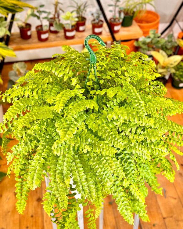 Nephrolepis exaltata (Pom Pom Fern)