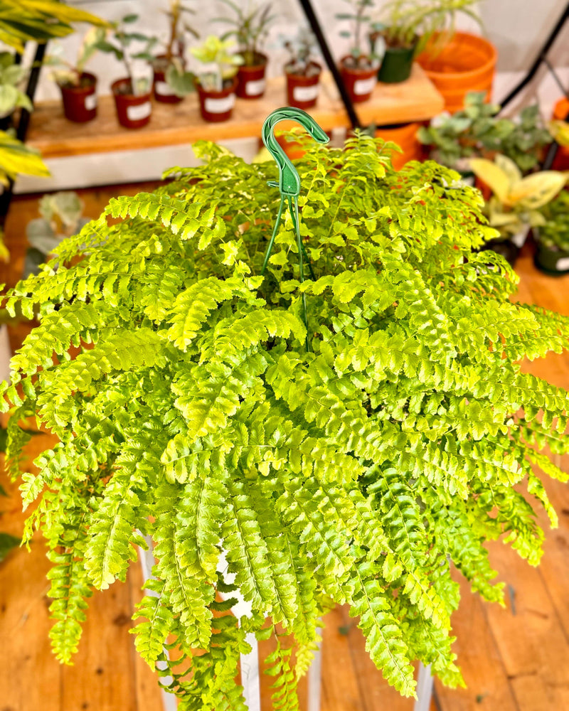 Nephrolepis exaltata (Pom Pom Fern)