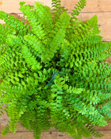 Nephrolepis exaltata (Pom Pom Fern)