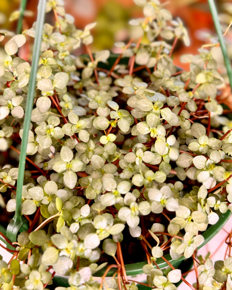 Pilea libanensis ‘Silver Sprinkles’