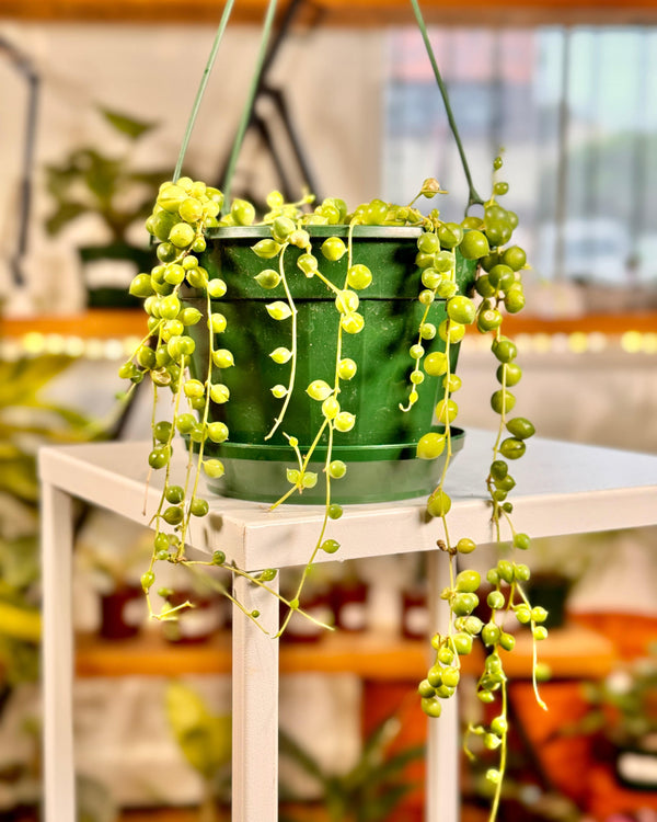 Senecio rowleyanus (String of Pearls) - Plant Daddy